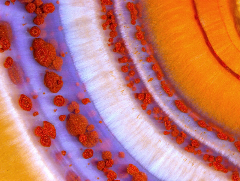 Illustration for article titled Las mejores microfotografĂas del año nos muestran la increĂble belleza de lo que no podemos ver